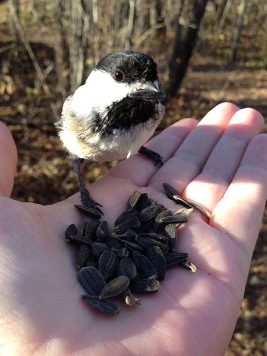 chickadees eating out of hand - Penny Homontowski photo